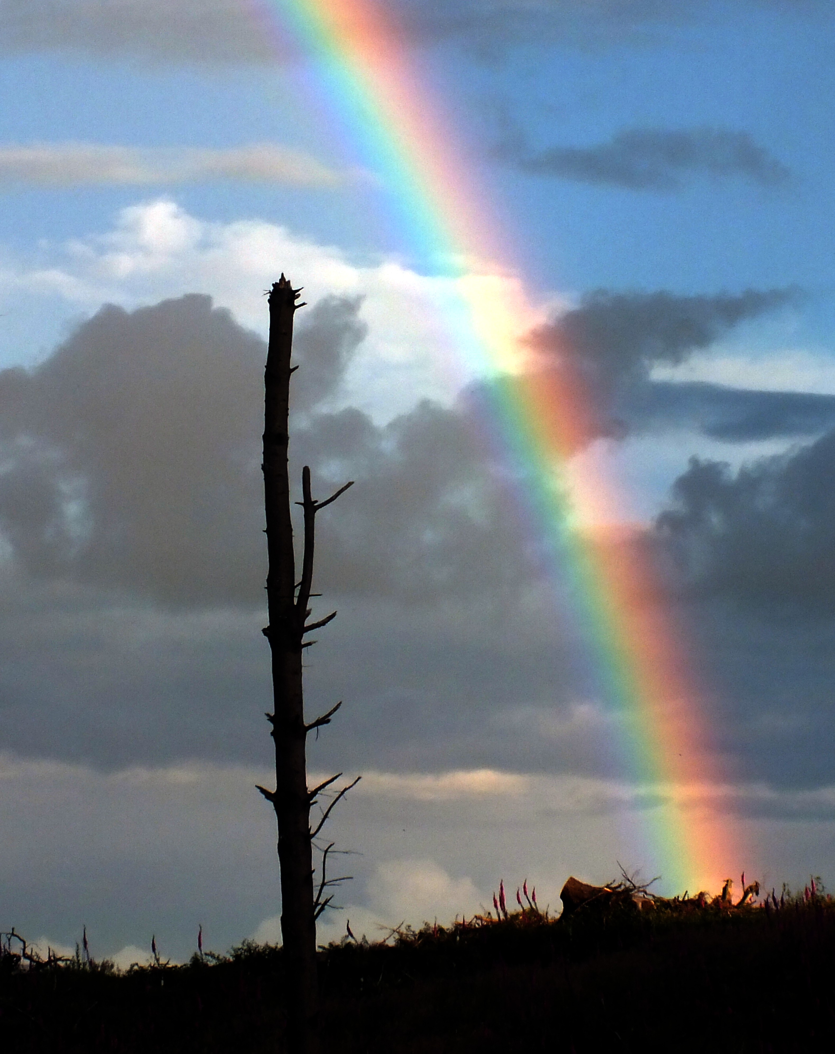 DEAD TREE RAINBOW Bill Bagley Photography